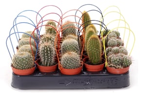 Cactus Ø5,5