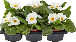 Primula blanc (lot de 24) Ø9cm