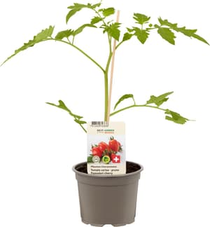Bio Tomate cerise - prune Lycopersicon esculentum Ø12cm