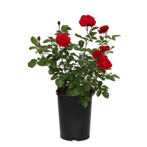 Rosa floribunda Nina Weibull 5.5l