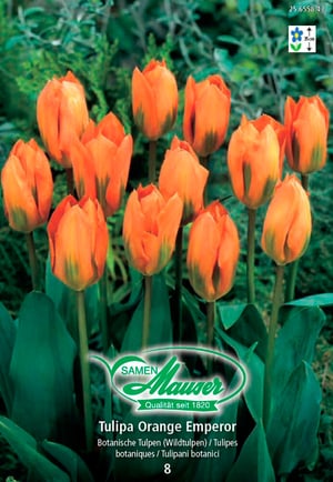 Tulipano selvatico