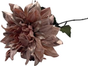 Dahlia en velours glamour