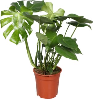 Monstera Deliciosa Ø21cm