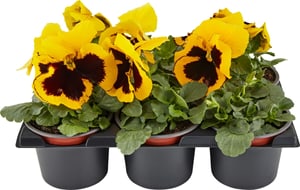 Viola wittrockiana jaune (lot de 24) Ø9cm