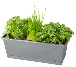 Bio herbes caisse salade Ocinum, Allium, Petroselinum avec cache-pot Ø38cm