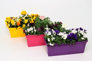 boite de printemps colore plantae avec cache-pot Ø38cm
