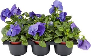 Viola wittrockiana Blau (24er Set) Ø9cm