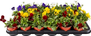 Viola cornuta Mix (lot de 24) Ø9cm