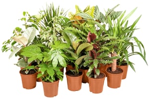 Mélange de plantes vertes Black Friday Ø17cm