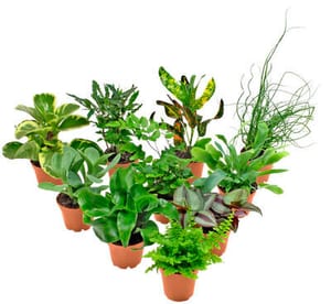 Plantes vertes  Ø6cm