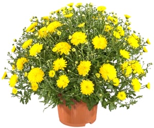 Aster d'hiver Chrysanthemum x grandiflorum Ø18cm