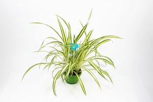 Plante-araignée Chlorophytum (lot de 4), Ø 14 cm