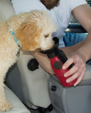 Doggy Bottle Bottiglia portatile per cani