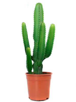 Cactus d'asclépiade Euphorbia acurensis Ø24cm