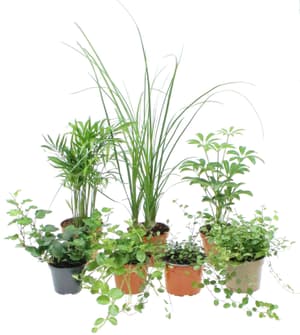 Plantes vertes  Ø9cm