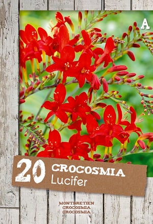 Crocosmus Mélange, 20 bulbes à fleurs