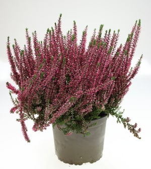 Calluna vulgaris Ø17cm