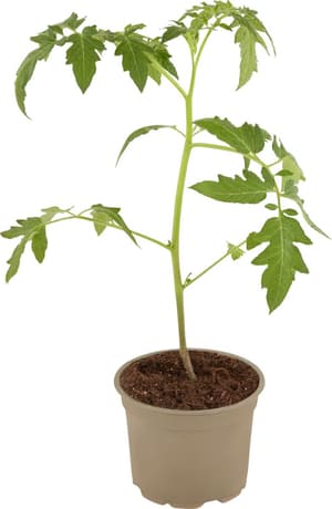 Bio Tomate greffé, grande Lycopersicon peruviana Ø12cm