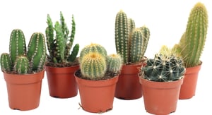 Kakteen Cactus Ø8,5