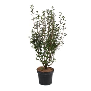 Johannisbeere Ribes alpinum 7l