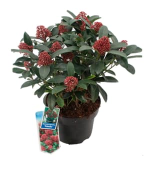 Japanische Skimmie Skimmia japonica Ø23cm