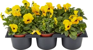 Viola cornuta Gelb (set da 24) Ø9cm