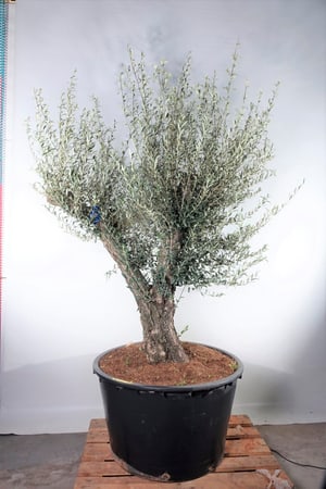 Olivenbaum Olea Europaea Ø100cm
