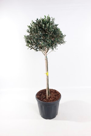 Olivenbaum Olea Europaea Ø33cm