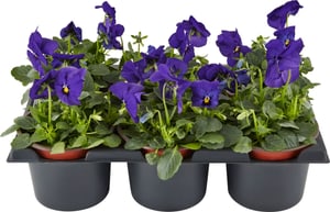 Viola cornuta Blau (24er Set) Ø9cm