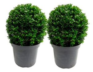 Stechpalme Ilex crenata Kugel (2er Set) Ø20cm