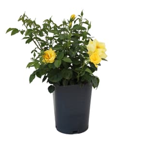 Rosa floribunda Arthur Bell 5.5l