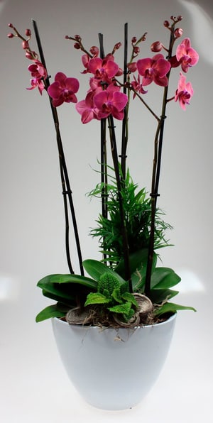 Phalaenopsis Schale Phalaenopsis Cultivars im Übertopf Ø24cm
