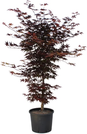 Japanischer Ahorn Acer Bloodgood Ø30cm