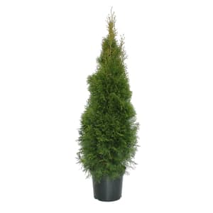 Lebensbaum Thuja Smaragd Ø30cm