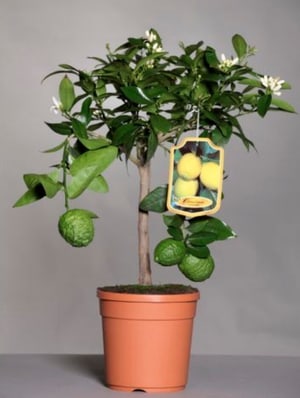 Citron vert Citrus × aurantiifolia Ø20cm