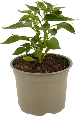 Bio Peperoncino Capsicum anuum Ø12cm