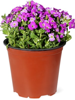 Aubrieta Aubrieta Ø14cm