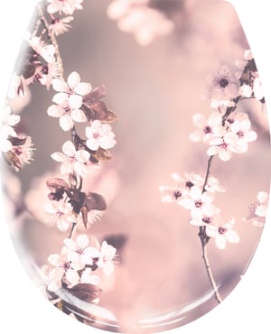 Blossom Nelke