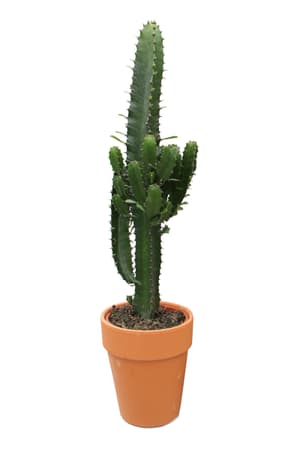 Euphorbia Acrurensis im Terracotta 18cm 2er Set