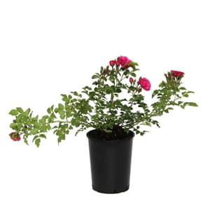 Rosiers couvre-sol, 3,5 l