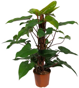 Philodendron rouge émeraude Ø 19 cm