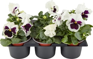 Viola wittrockiana Weiss (24er Set) Ø9cm