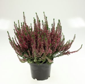 Calluna vulgaris Ø13cm