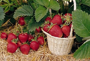 Erdbeere Thuriga Fragaria 17x11cm