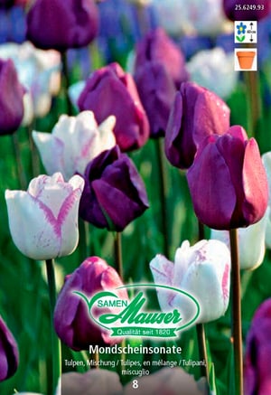 Tulipes mélange Mondscheinsonate