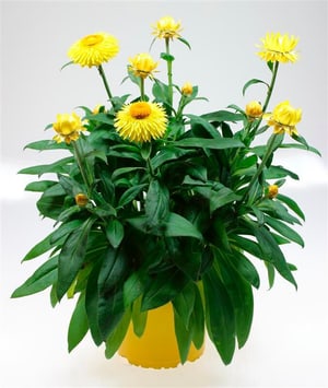 Helichrysum bracteatum Ø17 cm