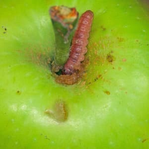 Madex contre les larves du carpocapse des pommes, 120ml