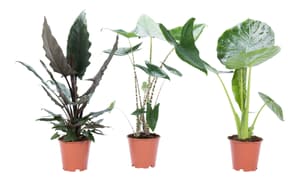 Alocasia Ø17cm