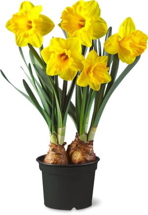 Narcisi Narcissus Ø12cm