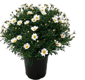 Marguerite Argyranthemum Ø25cm